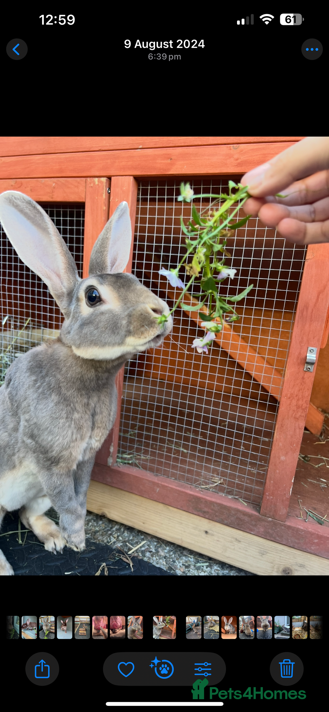 Rex rabbits for sale: 2 y/o Lavender - Image 12