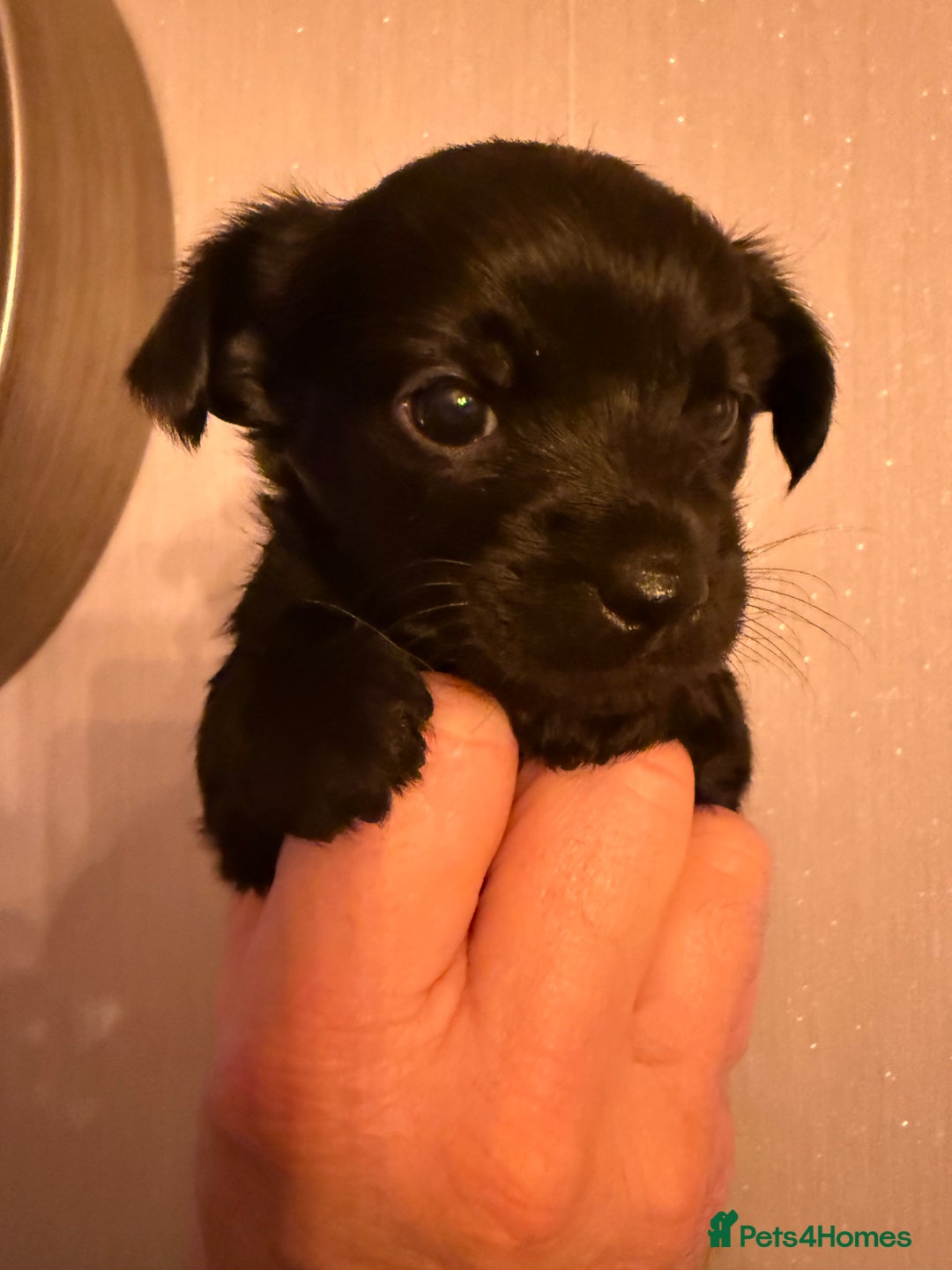 Yorkiepoo dogs for sale: Yorkipoos READY  **  EVE - Advert 10