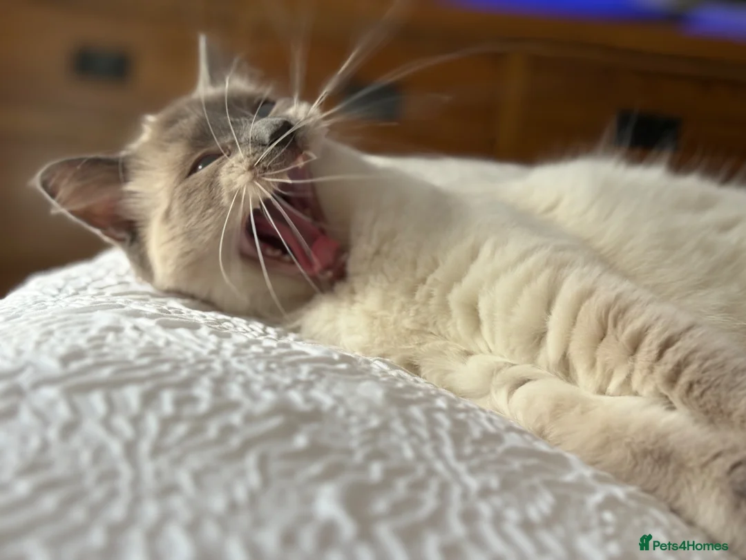 Ragdoll cats for sale: Ragdoll female  - Advert 9
