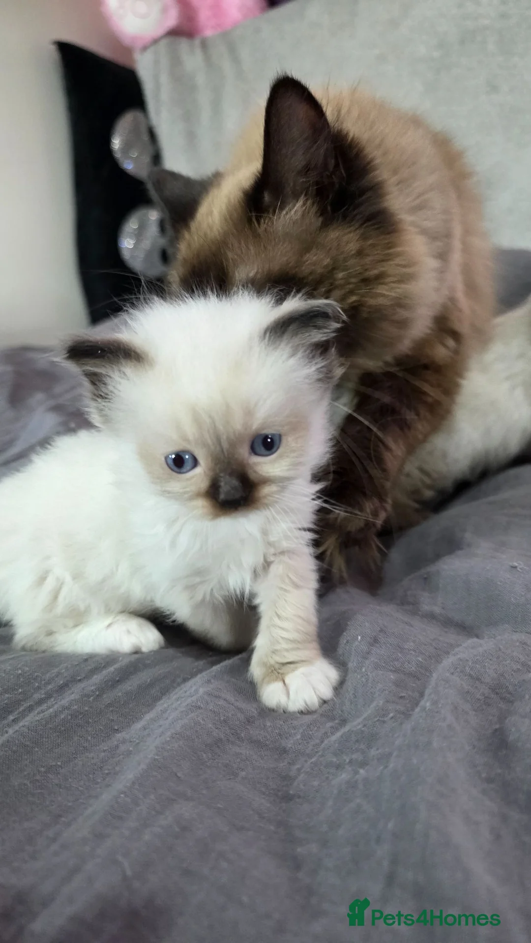 Ragdoll cats for sale: Ragdoll kittens for sale £450 - Advert 2