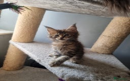 Maine Coon cats for sale: LAST FEMALE!!Beautiful maine coons - Image 2