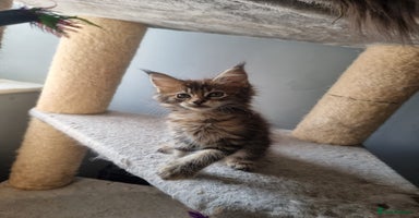 Maine Coon cats - Advert 5