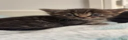 Mixed Breed cats for sale: Mixed Breed Kittens - Advert 5