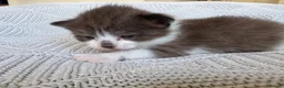 Mixed Breed cats for sale: Beautiful kittens for sale  - Advert 10