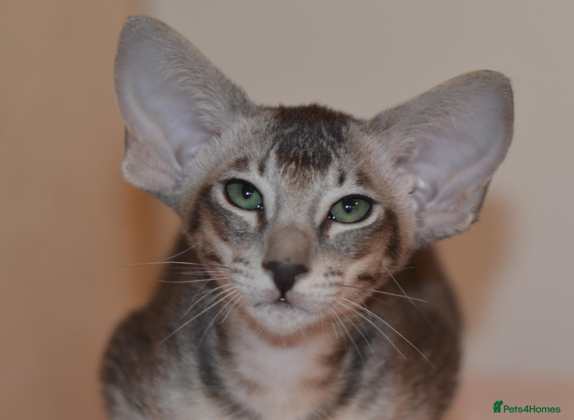 Oriental cats for sale: Tica Oriental Blue Ticked Tabby Girl - Advert 11