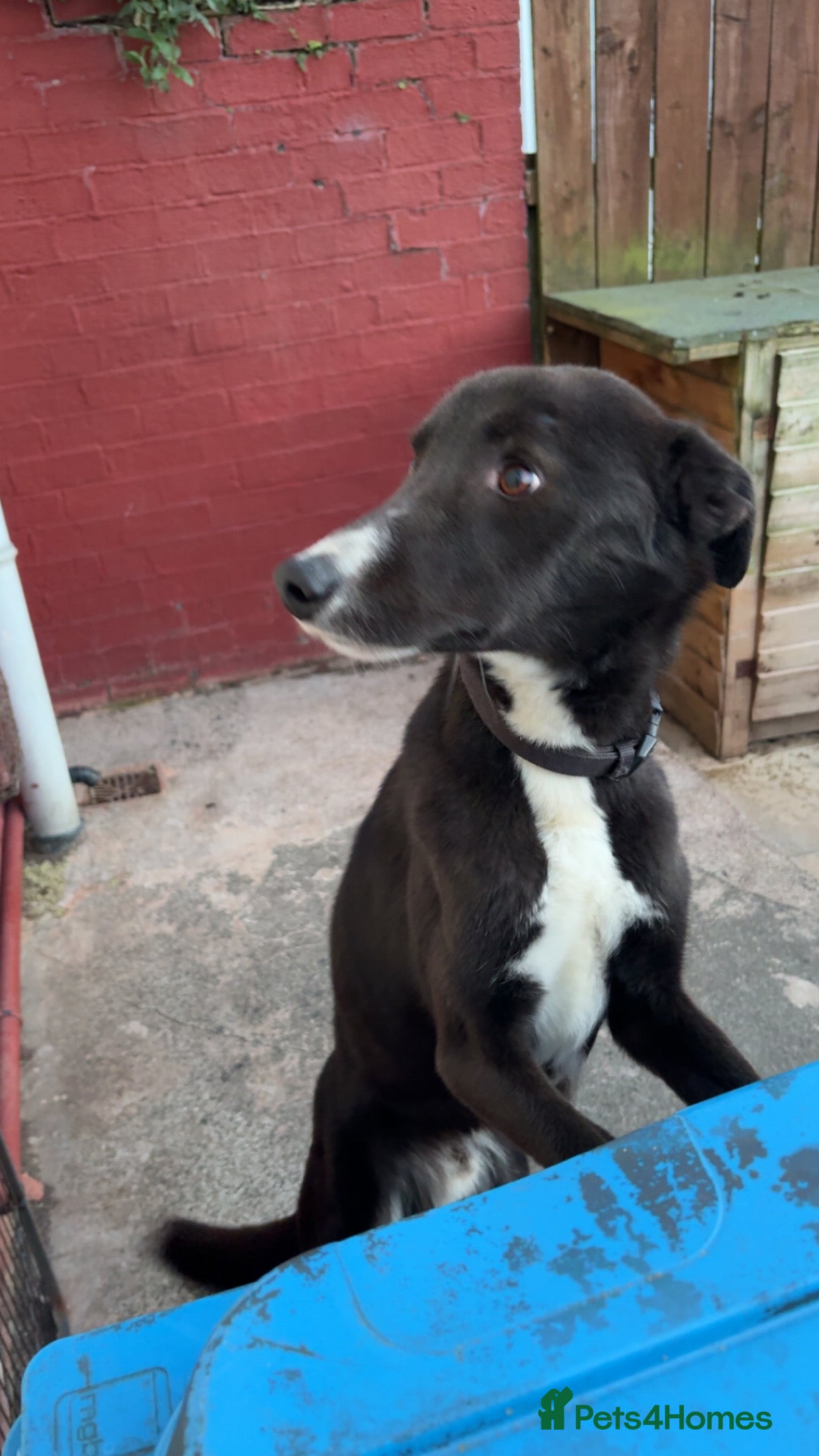 Mixed Breed dogs 2 year old male pup  - Advert 5