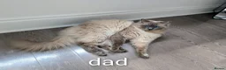 Ragdoll cats for sale: 5 Beautiful Ragdoll Kittens - Advert 6