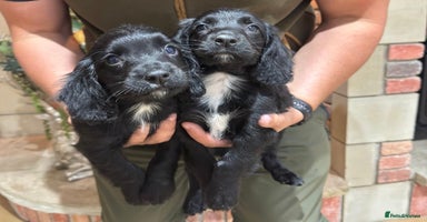 Cocker Spaniel dogs - Advert 4