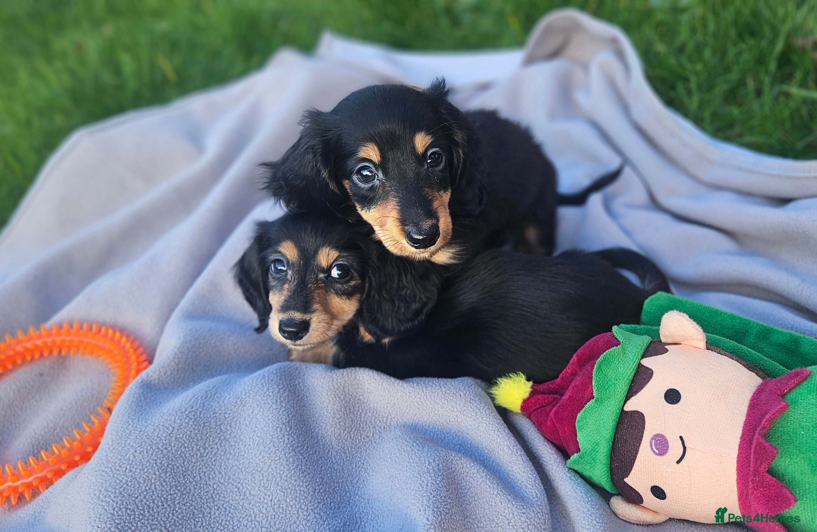 Miniature Dachshund dogs Longhaired miniature puppies - Advert 9