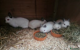 Netherland Dwarf rabbits for sale: netherland dwarf breeding trios and young stock  - Image 4