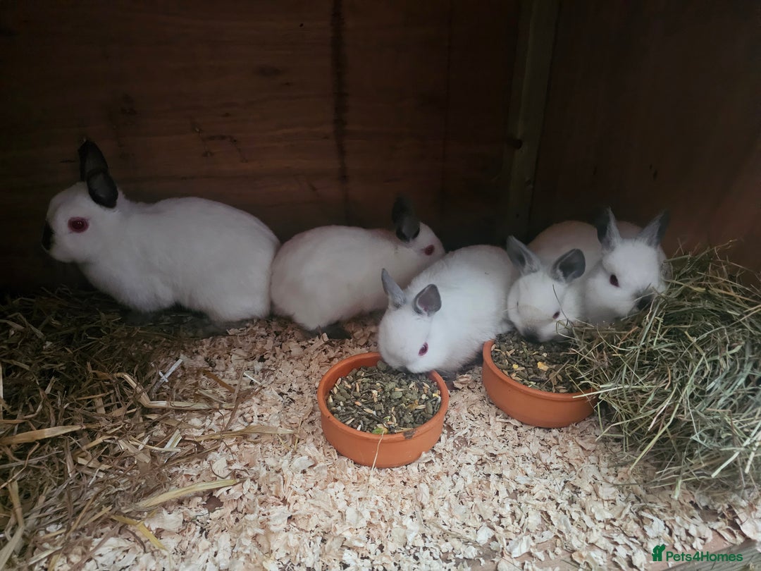 Netherland Dwarf rabbits for sale: netherland dwarf breeding trios and young stock  - Image 4