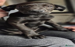 Mixed Breed dogs for sale: Mastiff x rottweiler  - Image 11