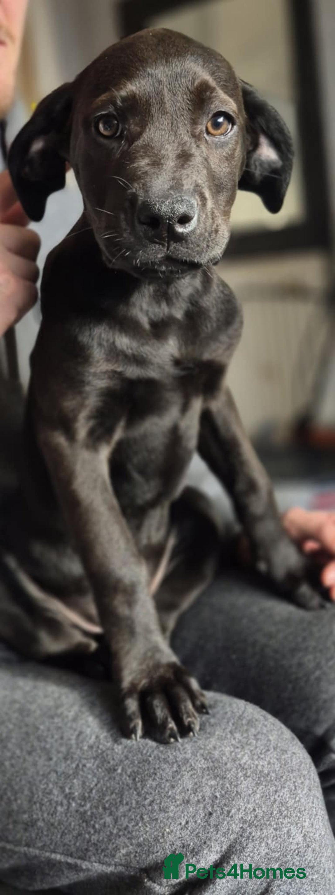 Mixed Breed dogs for sale: Mastiff x rottweiler  - Image 11