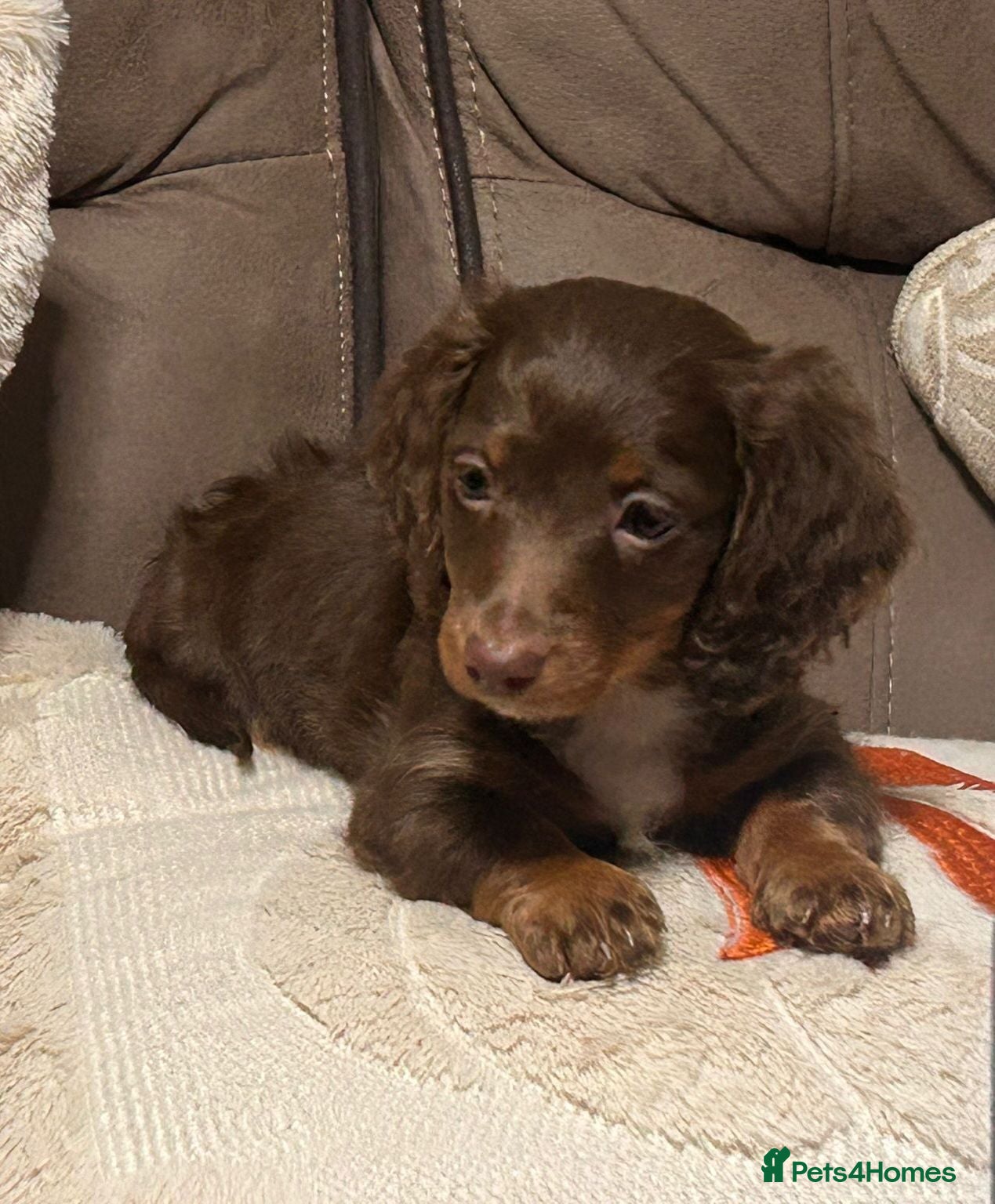 Dachshund dogs Longcoat chocolate and tan Miniature dashound boy - Advert 2