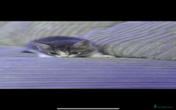 British Shorthair cats for sale: Beautiful British short hair cross kittens - Advert 6