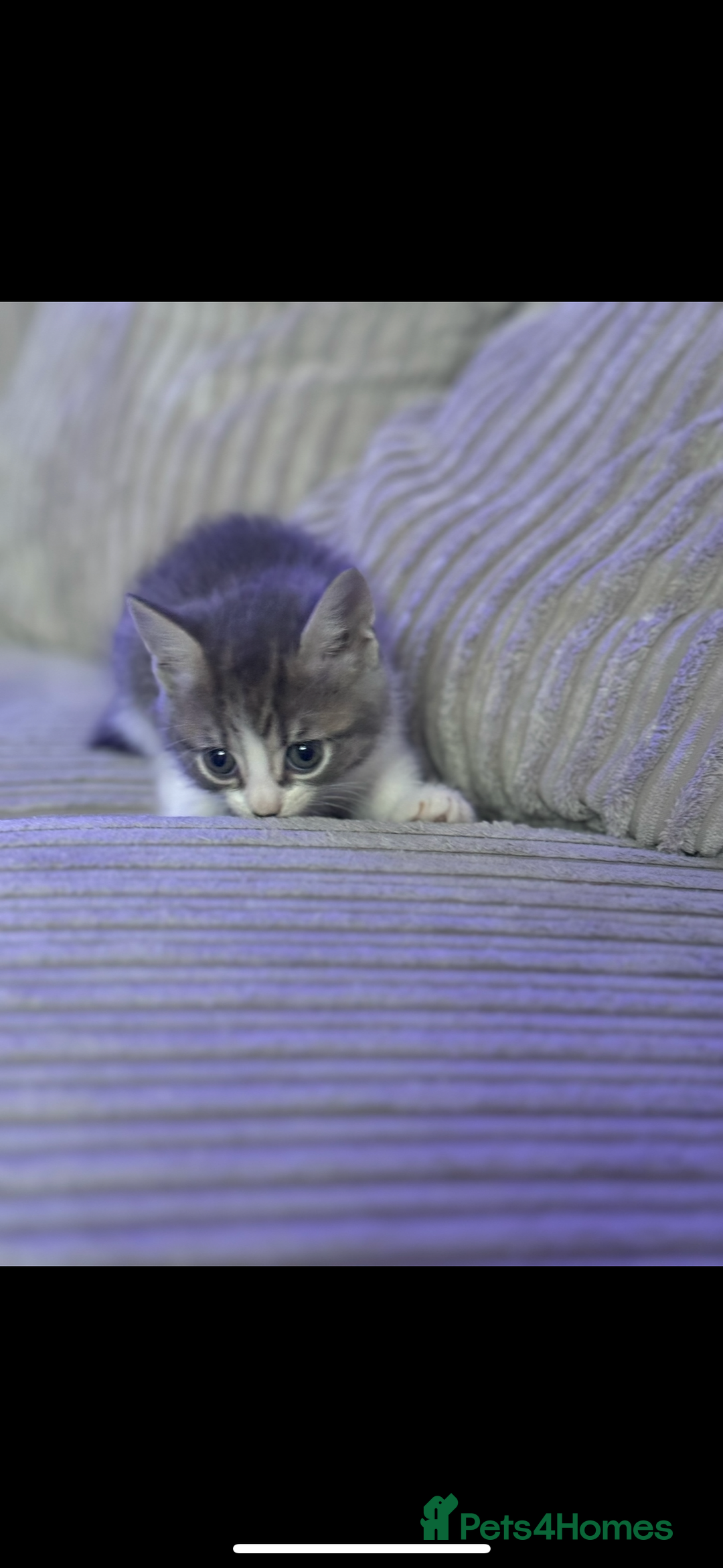 British Shorthair cats for sale: Beautiful British short hair cross kittens - Advert 6