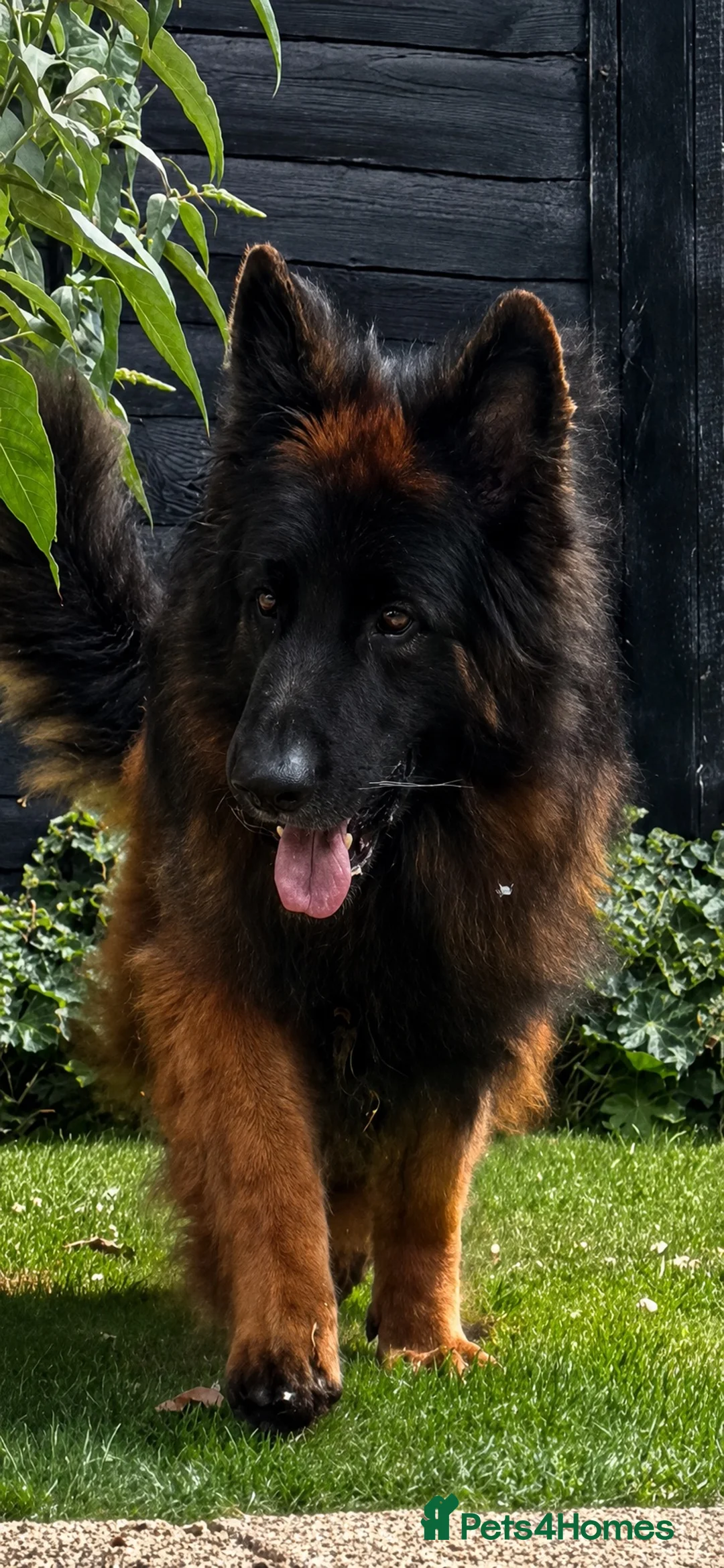 German Shepherd dogs for stud: KC REG FULLY HEALTH TESTED German Shepherd Stud - Advert 2