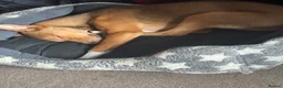 Mixed Breed dogs for sale: Mixed pharaoh hound  in Prescot - Advert 3