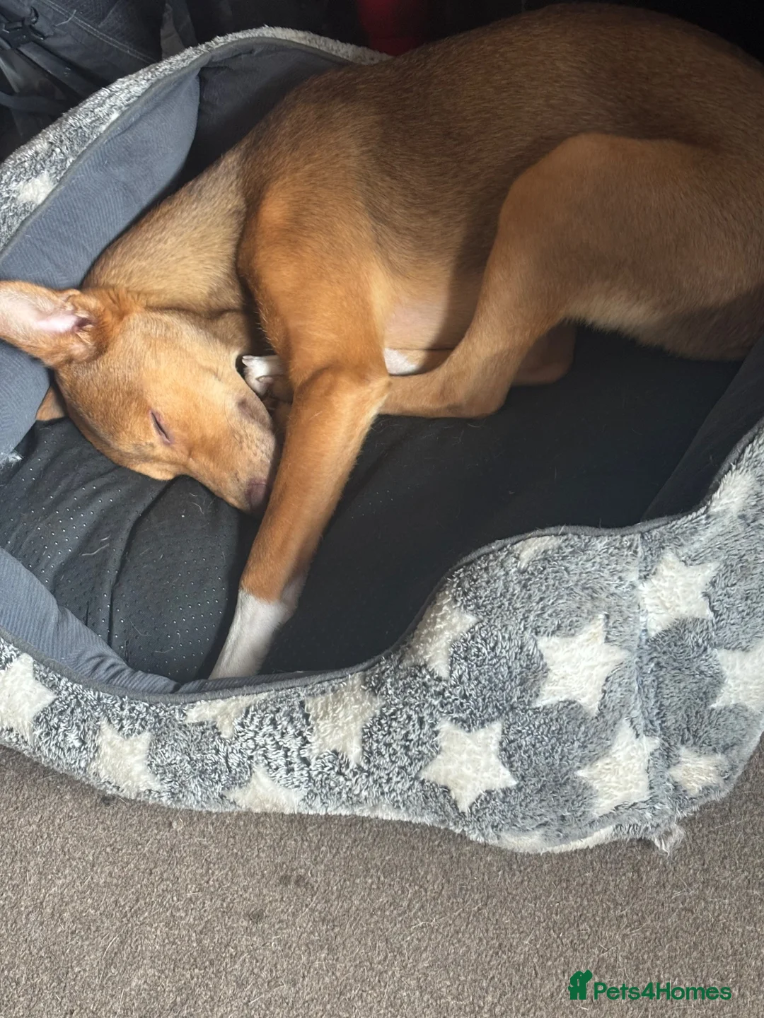 Mixed Breed dogs for sale: Mixed pharaoh hound  in Prescot - Advert 3