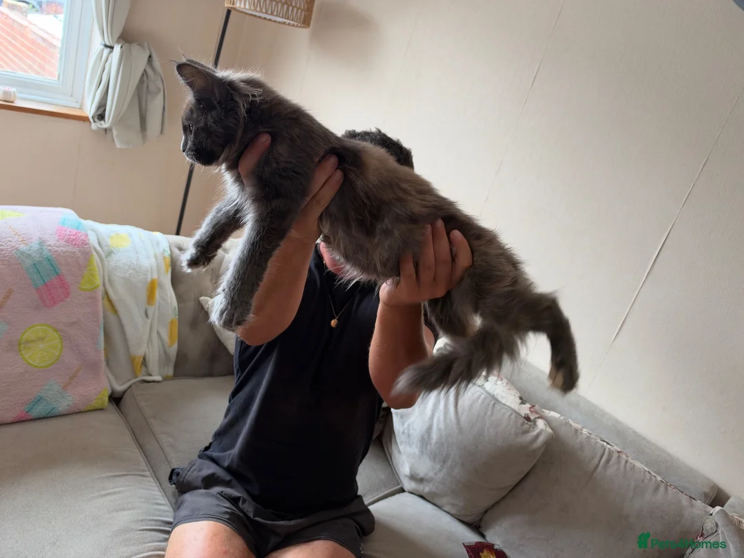 Maine Coon cats for sale: chunky tica Maine coons (active/pet)  - Advert 2