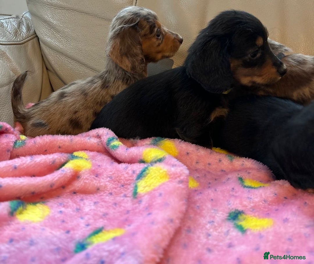 Dachshund dogs for sale: Dachshund long haired miniature - Image 26