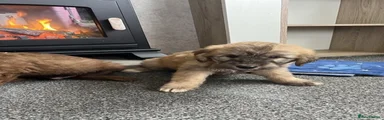 Pomsky 1