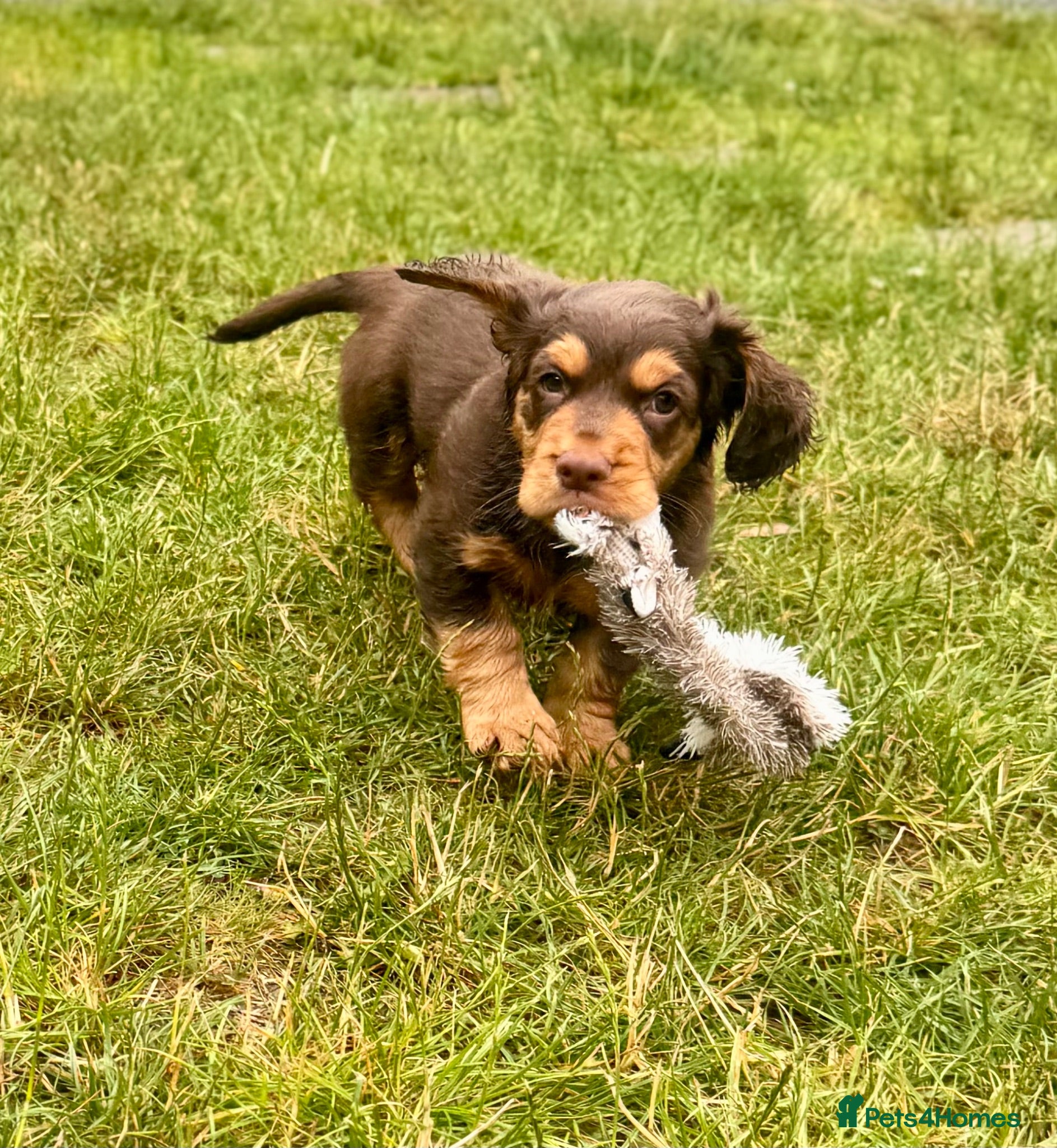 Cocker Spaniel dogs Fully Health Tested Working Cocker Spaniel Pup - Advert 2