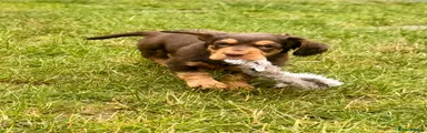 Cocker Spaniel 1