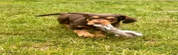 Cocker Spaniel dogs for sale: Fully Health Tested Working Cocker Spaniel Pup in Hailsham - Advert 1