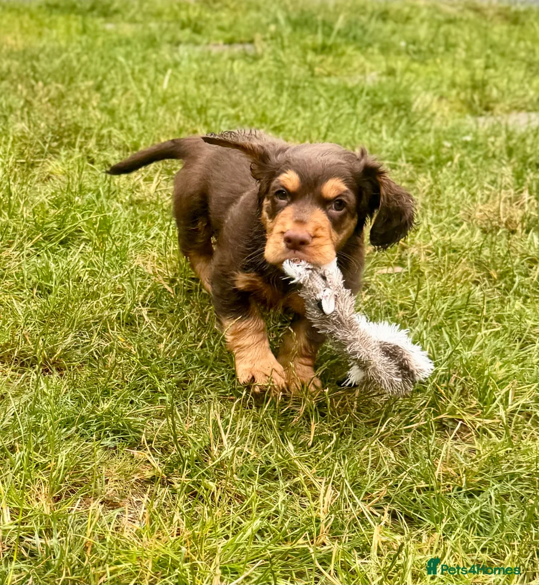 Cocker Spaniel dogs for sale: Fully Health Tested Working Cocker Spaniel Pup in Hailsham - Advert 1
