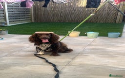 Sprocker dogs for sale: Spyro the Sprocker - Image 3