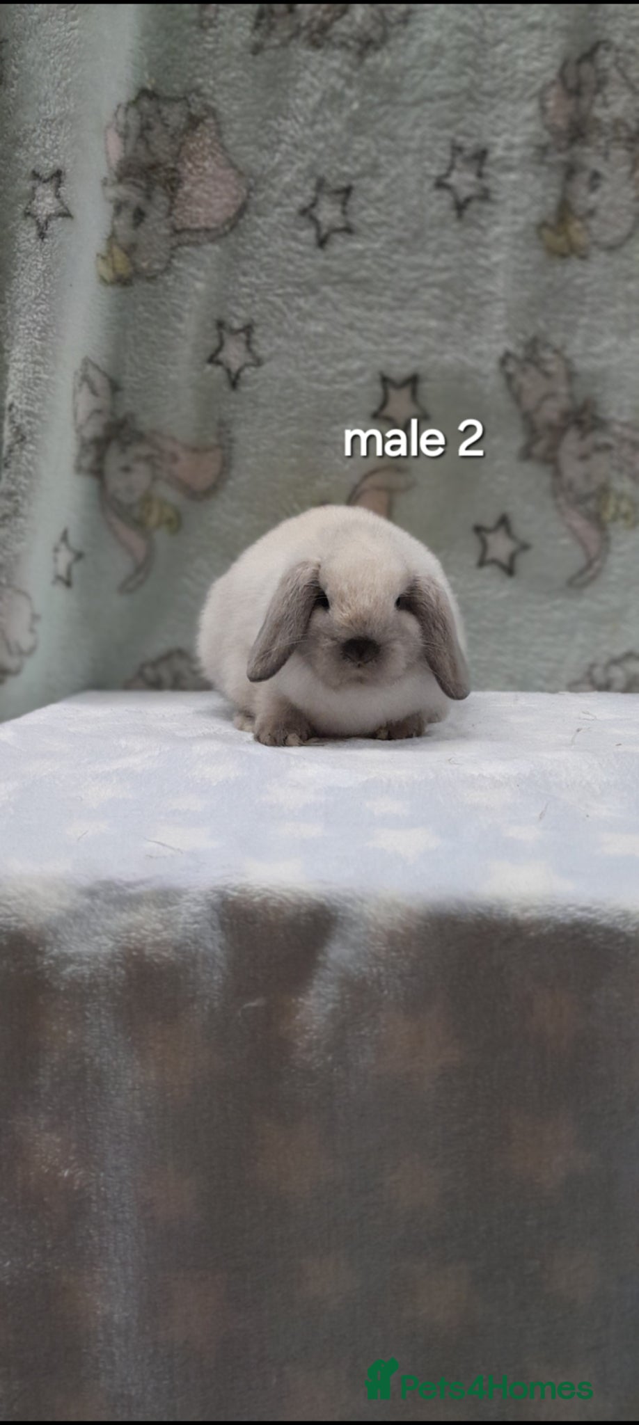 Mini Lop rabbits Gorgeous purebred mini lops  - Advert 1