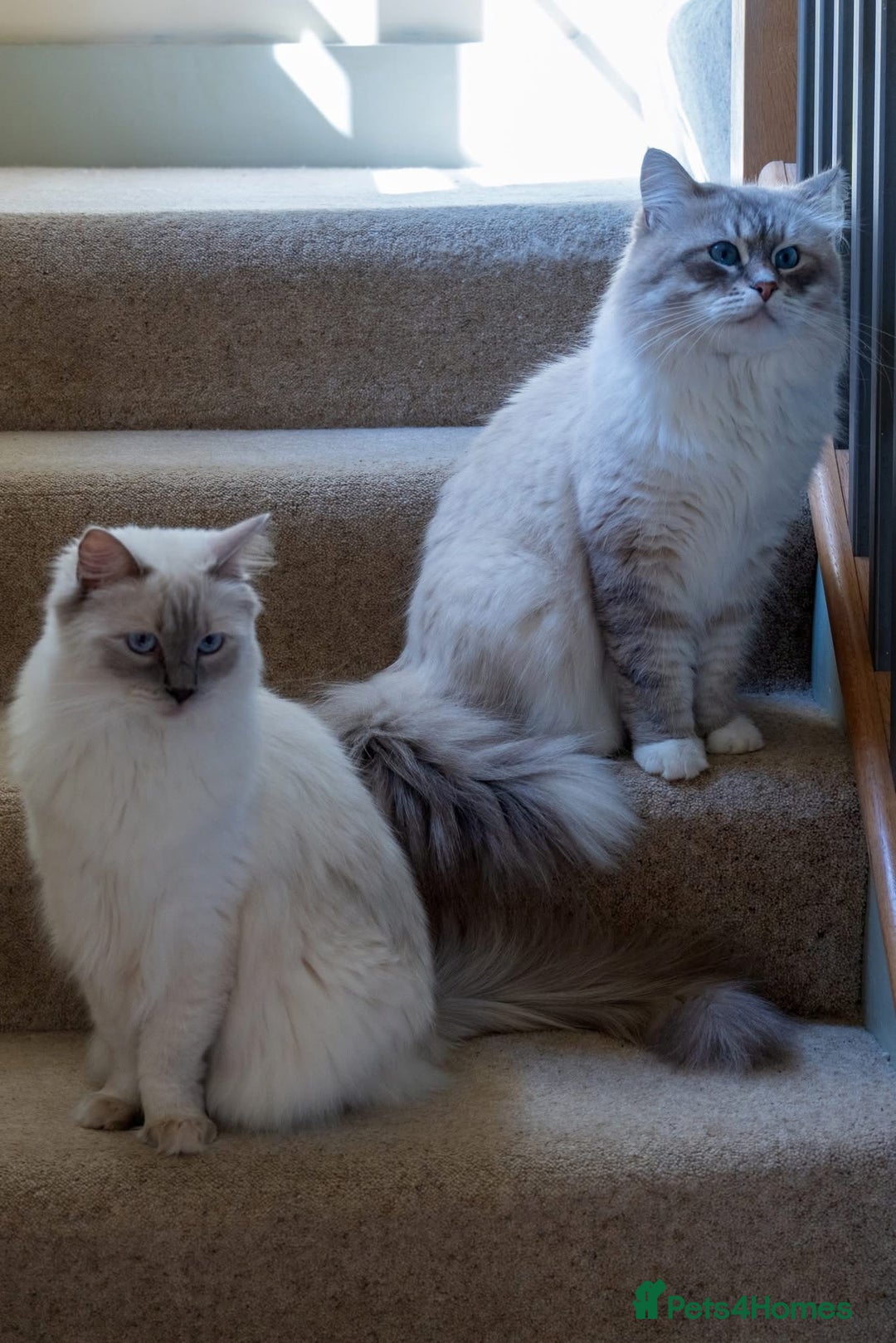 Ragdoll cats for sale: Beautiful Siberian Ragdoll cross kittens for sale - Advert 15