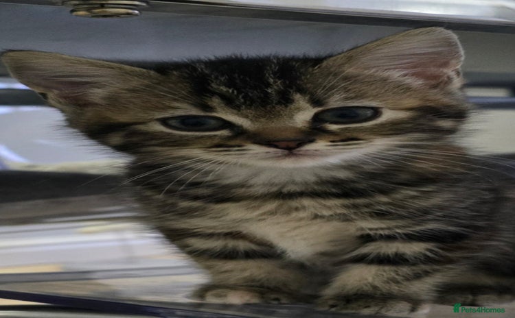 Ragdoll cats - Advert 12