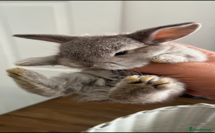 Mini Lop rabbits - Advert 13