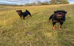 Rottweiler dogs for sale: KC Rottweiler puppies ready 16/11/25 - Image 9