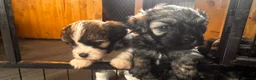Yorkiepoo dogs for sale: Beautiful yorkipoo’s  - Advert 27