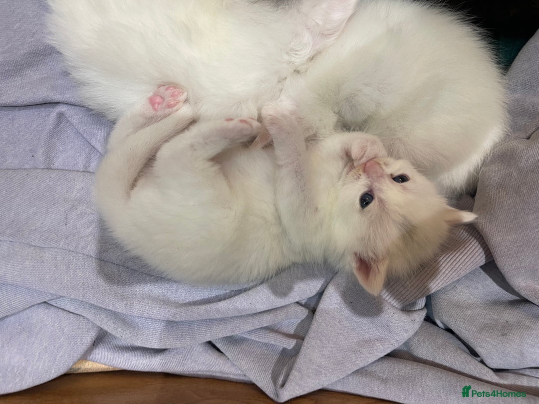 Ragdoll cats for sale: 8 Gorgeous kittens for sale (Reservation) - Image 8