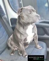 Staffordshire Bull Terrier dogs KC registered blue staffies - Advert 13