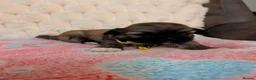 Lhasa Apso dogs for sale: Beautiful Lhasa puppies 6 available  - Advert 24