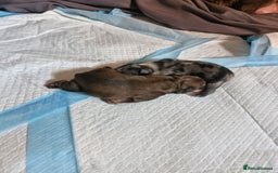 Mixed Breed dogs for sale: Frenchies looking for their forever sofa - Image 14