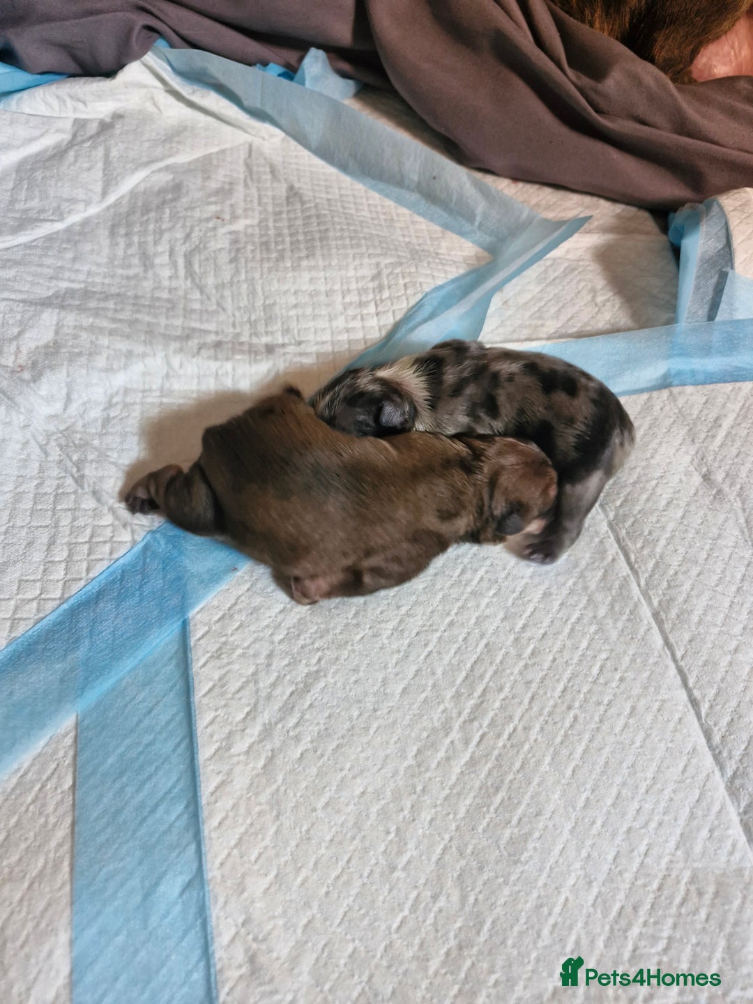 Mixed Breed dogs for sale: Frenchies looking for their forever sofa - Image 14