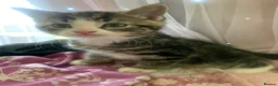 Mixed Breed cats for sale: Kittens ready for new homes  in Mountain Ash - Advert 4