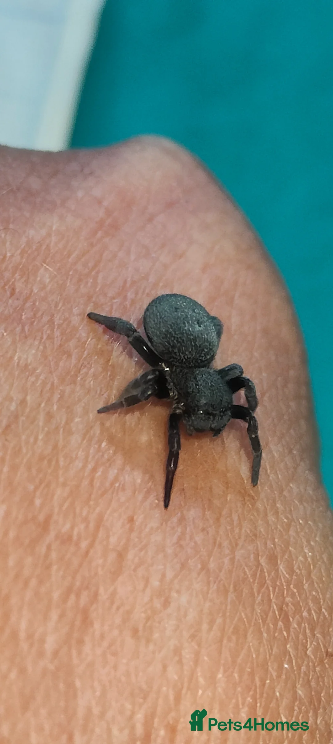 Spiders invertebrates for sale: Velvet spider  - Advert 2