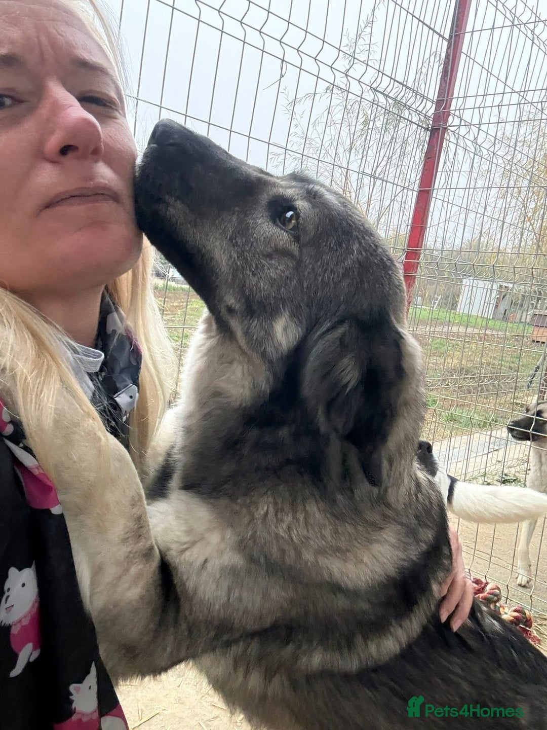 Mixed Breed dogs for adoption: Lola - Norwich Norfolk  - Advert 1