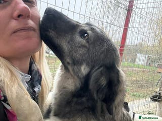 Mixed Breed dogs Lola - Norwich Norfolk - Advert 1