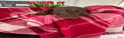 Miniature Dachshund dogs for sale: Miniature dachshunds  - Advert 19
