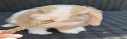 Mini Lop rabbits for sale: Mini lop Rabbit - Advert 3