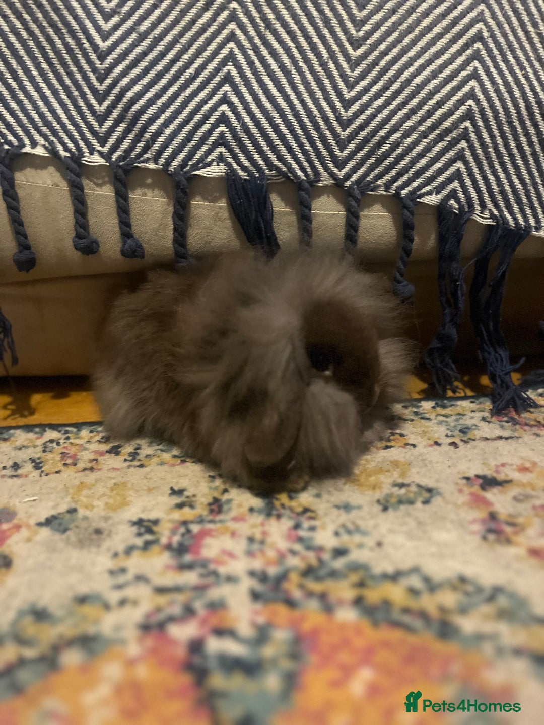 Mini Lion Lop rabbits for sale: One chocolate boy left! - Advert 8