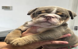 English Bulldog dogs for sale: English bulldog bible John lines  - Image 9